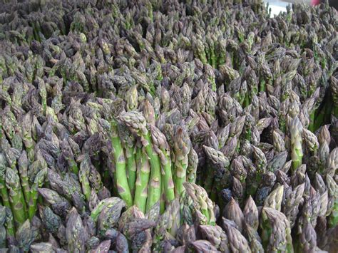 asparagus wikidoc