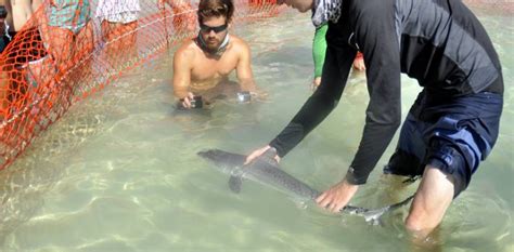 Bimini Shark Lab: A Trip to a Shark Nerd’s Paradise