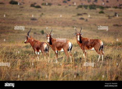 Bonteboks Damaliscus Dorcas Dorcas Male Mountain Zebra National