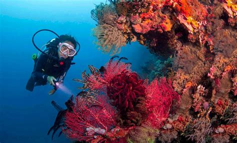 Diving In The Philippines Diver Magazine