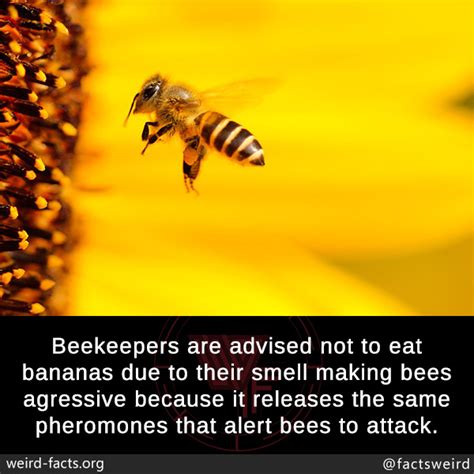 Weird Facts, Beekeepers are advised not to eat bananas due to...