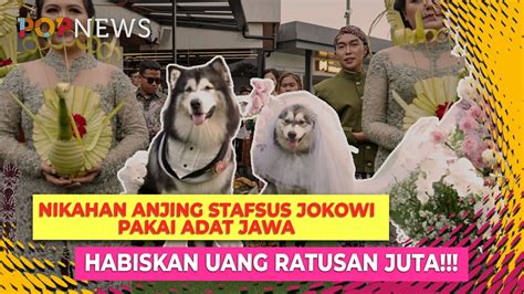 Fakta Baru Di Balik Pernikahan Anjing Stafsus Jokowi Terbongkar Alasan