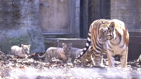 3頭元気にすくすく！アムールトラザリアの赤ちゃん【旭山動物園】 Youtube