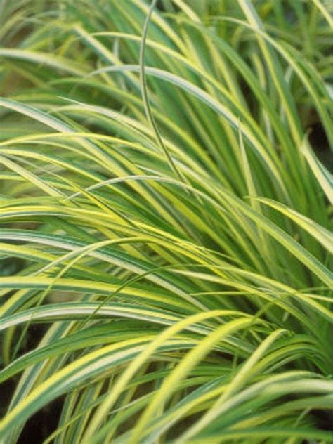 Carex Oshimensis Andevergoldand V Japanese Sedge Andevergoldand Grass Like