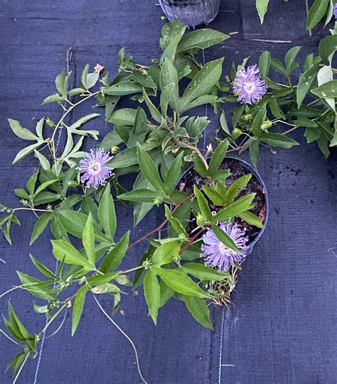 Passion Flower Passiflora Incarnata 1 Gallon Florida Native Wildflowers Maple Street