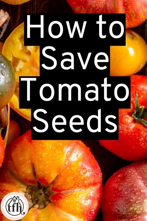 The Easiest Way To Save Tomato Seeds Tfh