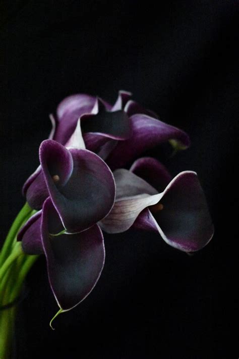 Dark Burgundy Calla Lily With White Stripes On Black Background Black