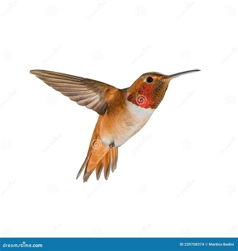 Flying Hummingbird Isolated On White Background Stock Photo Image Of