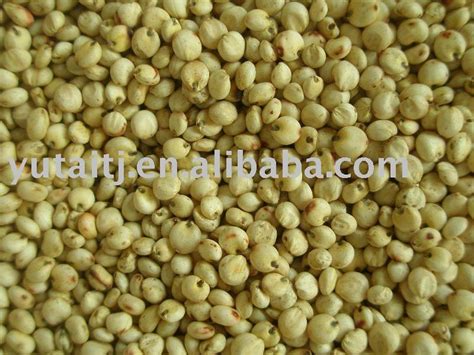 Snow White And Cattle Feed Sorghum Products Cameroon Snow White And