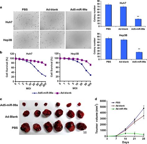 Overexpression Of Mir 99a Inhibits Hcc Growth In Vitro And In Vivo A