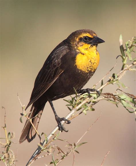 Yellow-headed Blackbird | Audubon Field Guide