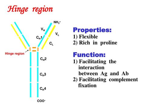 PPT 11 Antibody Molecules And Their Gene Rearrangement PowerPoint