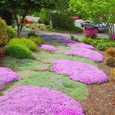 Mother Creeping Thyme Ornamental Groundcover Thymus Serpyllum Seeds