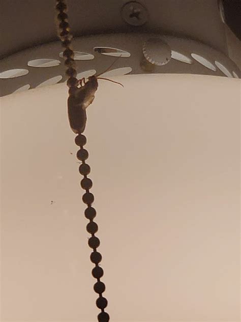 Every summer this bug swarms the lights in here. Straight antennas