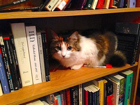 Library Cats Are The Best Heres Why Theyre So Special Petful