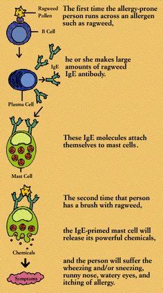 17 Gorgeous Immunology Diagrams ideas | immunology, medical laboratory, medical laboratory science