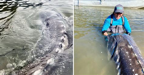 Angler Blown Away After Reeling In Foot Inch Monster Sturgeon