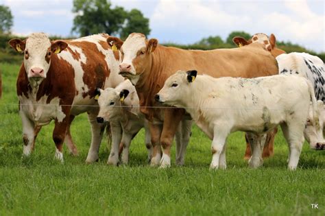 Beef Focus Managing A 500 Cow Suckler Herd In Co Louth Agriland Ie