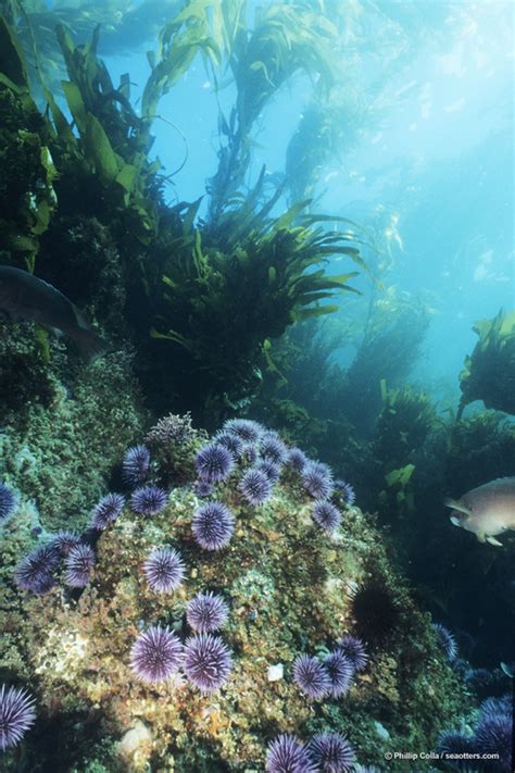 The Kelp Forests Of Alaska Home