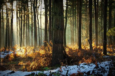 HD wallpaper: brown leafs on forest, forst, cheshire, forst, cheshire, Delamere Forest ...