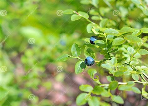 Huckleberry Branch Stock Photo Image Of Leaves Nature 20385836