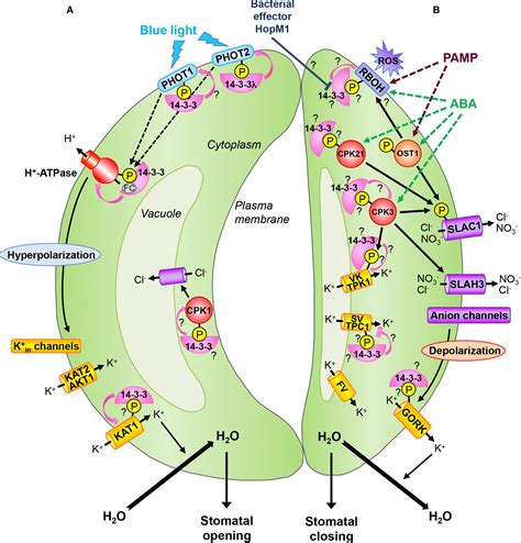 Frontiers 14 3 3 Proteins In Guard Cell Signaling