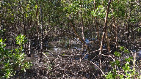 West Lake Park – Florida Hikes