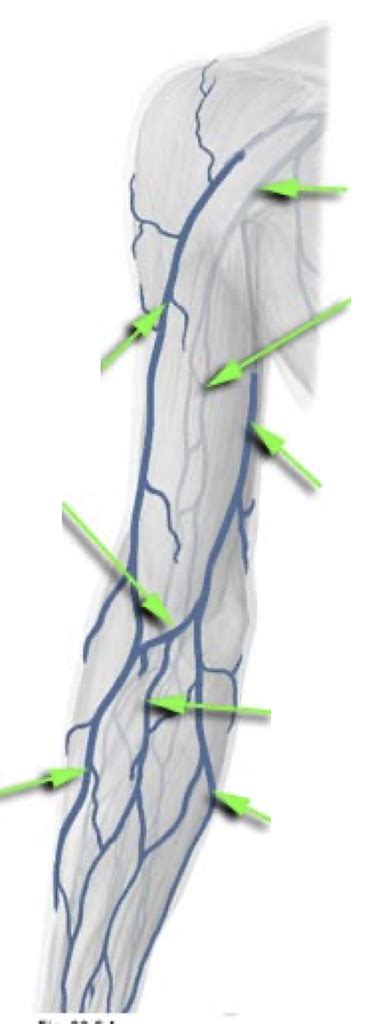 Anterior Arm Veins Diagram Quizlet