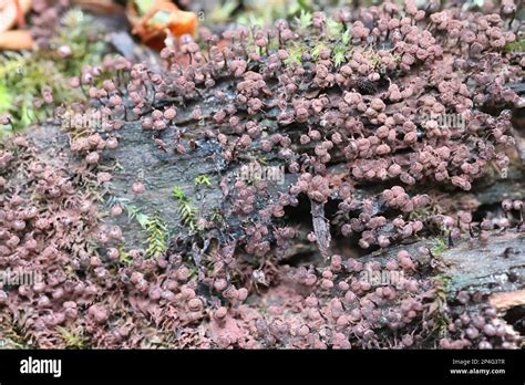 Cribraria Cancellata Also Known As Dictydium Cancellatum Slime Mold