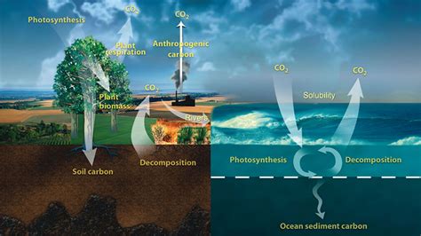 Mysteries of the Global Carbon Cycle - Eos