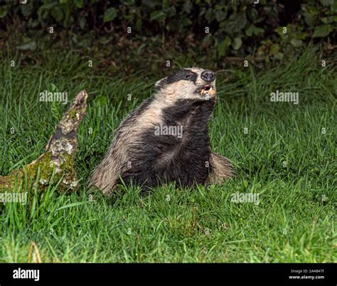 Eurasian Badger foraging for food Stock Photo - Alamy