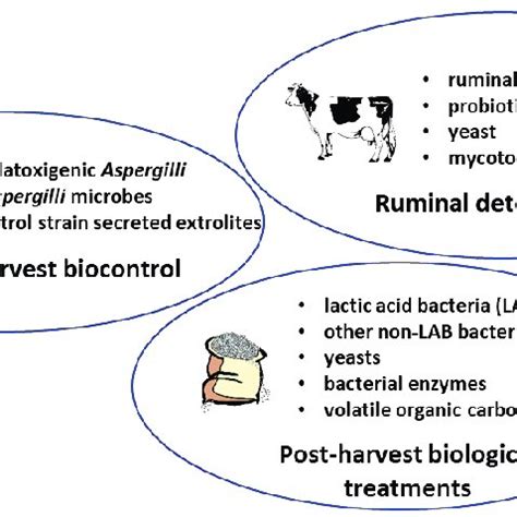 Three Typical Areas Of Mitigation Of Aflatoxins Af Contamination