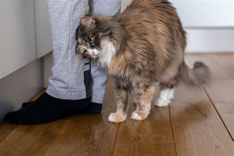 Decoding Your Cat S Gestures The Hidden Messages In Purring Kneading