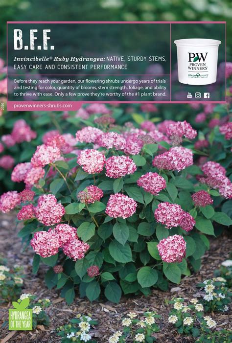 Proven Winners – Flowering Shrubs – Proven Winners – Flowering Shrubs ...