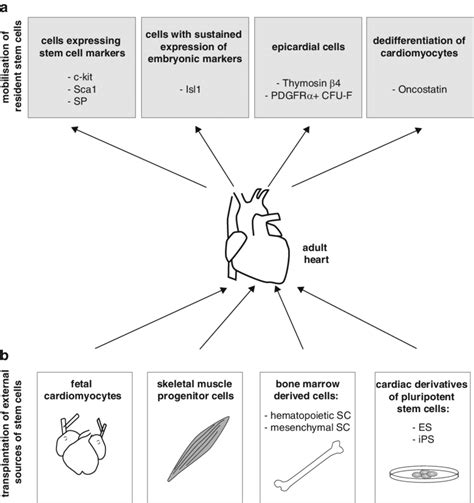 3 Cardiac Stem Cells For Heart Repair Different Strategies Are