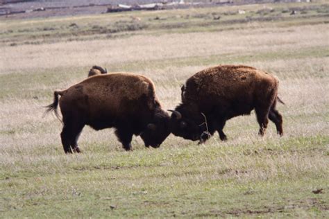 Bison Play Fighting Stock Photo - Download Image Now - American Bison ...