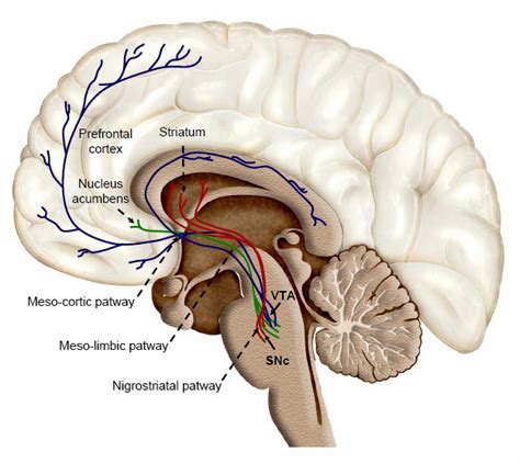 多巴胺神經徑路dopaminergic Pathway 小小整理網站 Smallcollation