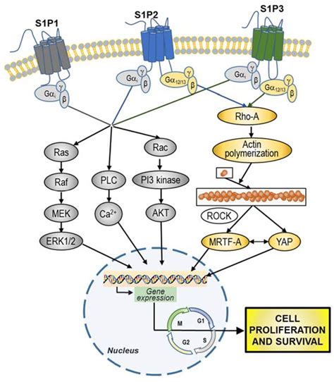 Cells Free Full Text Sphingosine Phosphate In The Tumor