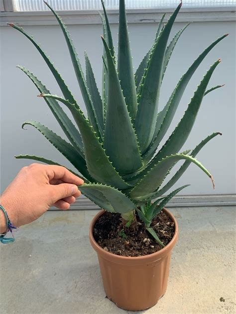 Pianta Di Aloe Arborescens Di Anni A Foglia Grande