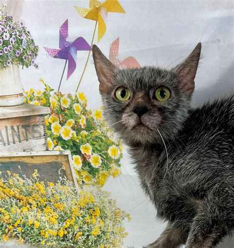 Lykoi Cats USA