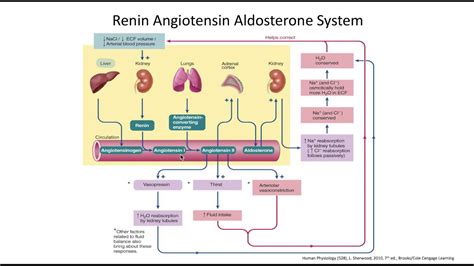 Renin Angiotensin Aldosterone Pathway