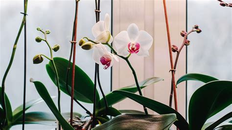 How to get an orchid to rebloom: top tips for more flowers | Gardeningetc