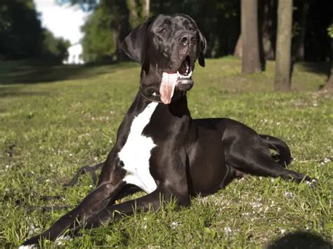 Ficha Técnica Do Dogue Alemão Peso Altura Tamanho E Imagens Mundo