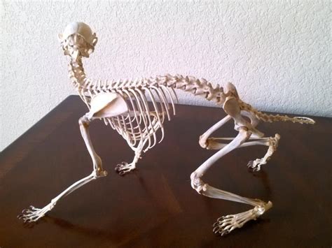 Real Bone Articulated Raccoon Skeleton Skull Veterinary