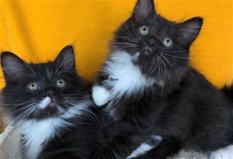 Ces chatons jumeaux sont inséparables et cherchent une famille ensemble