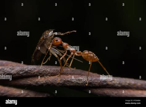 Red Ant With Prey Stock Photo - Alamy