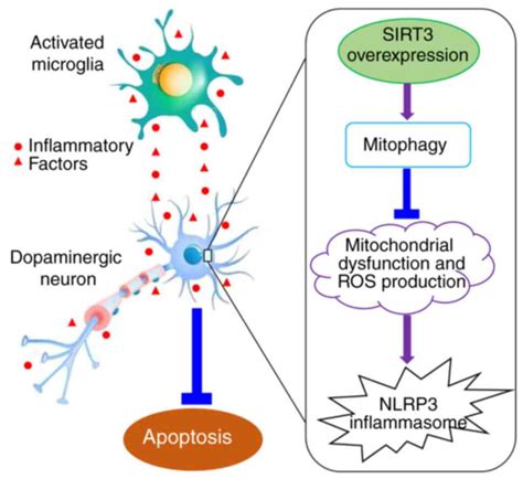 Sirt Expression Alleviates Microglia Activationinduced Dopaminergic