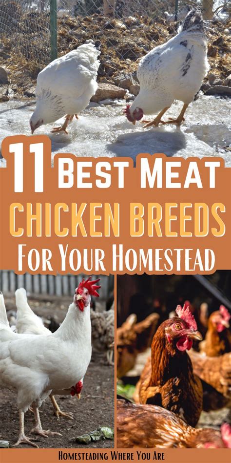 Best Meat Chicken Breeds For Your Homestead