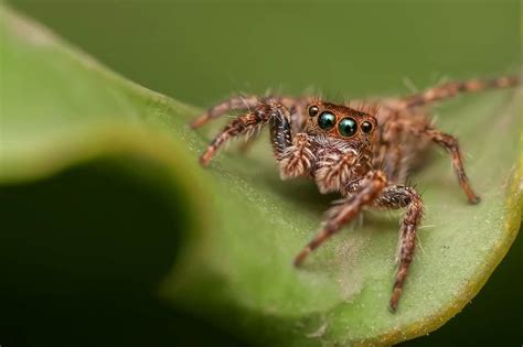 30 Jumping Spider Facts That Are Too Cute To Miss - Facts.net