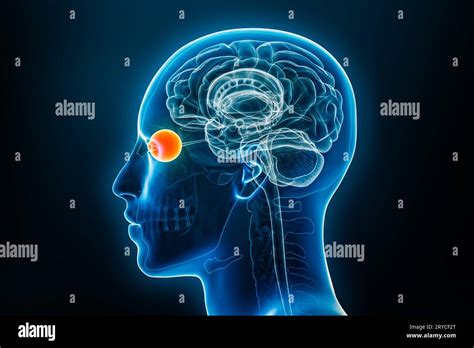 Vue De Profil Ou Lat Rale De Radiographie De L Il Illustration De